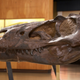 Illustration for article titled The truth about T. rex
